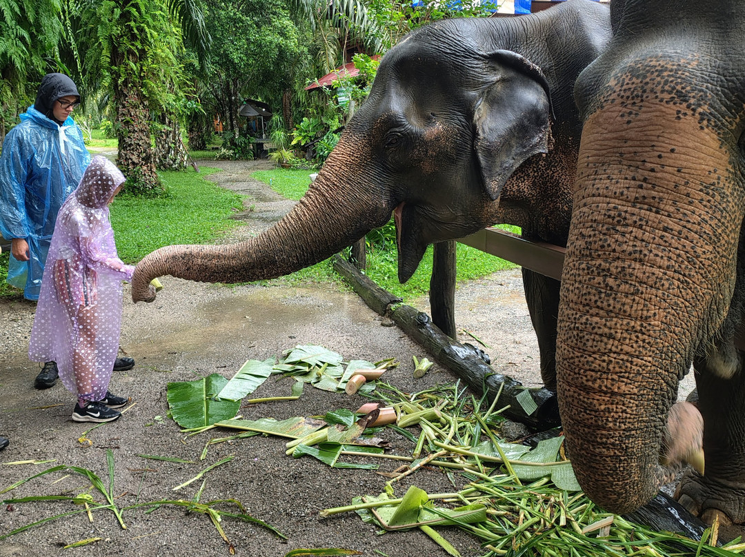 Khao Sok Elephant Sanctuary-拷索国家公园必去景点