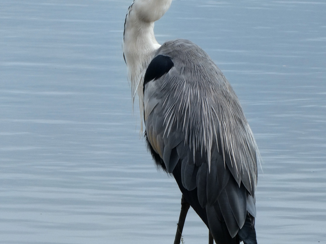 RSPB Leighton Moss Nature Reserve-Silverdale必去景点