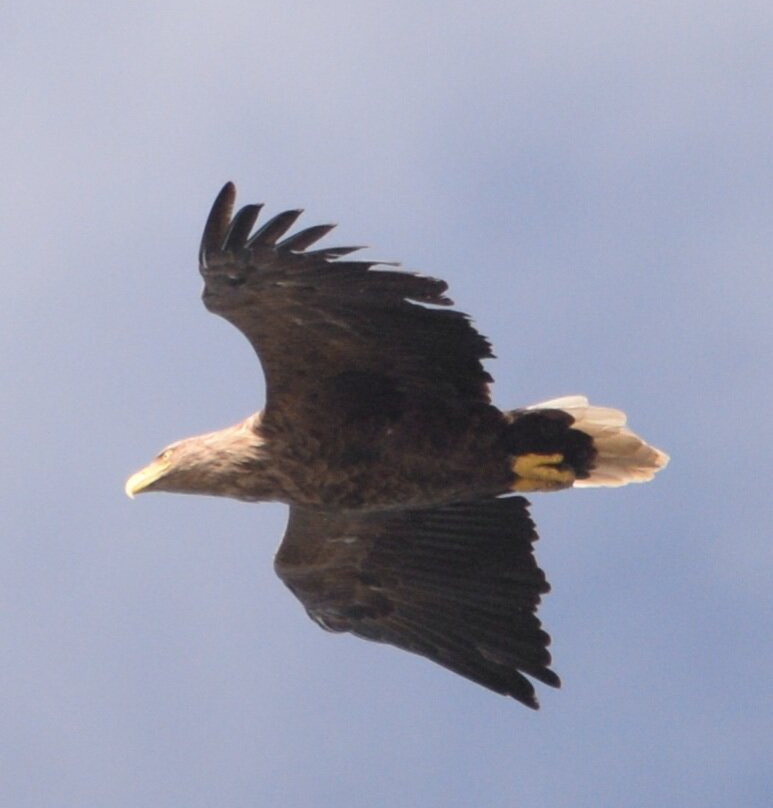 Birds Of Poole Harbour Events-普尔必去景点