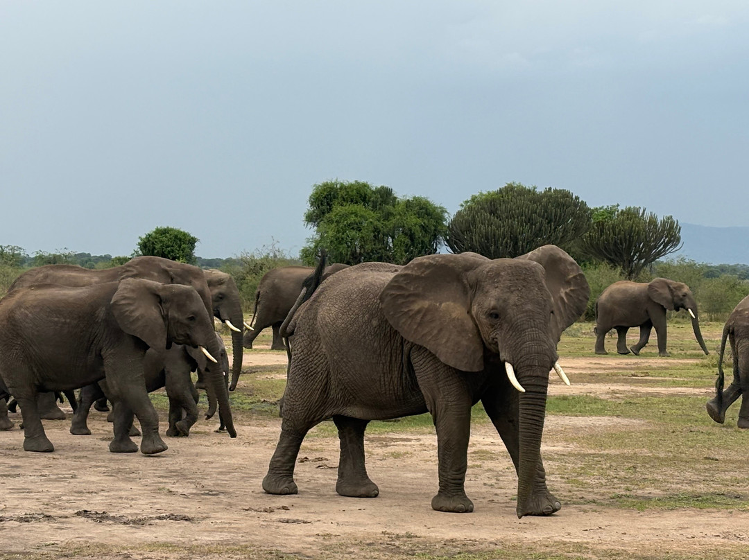 Devine African Safaris-吉佳利必去景点