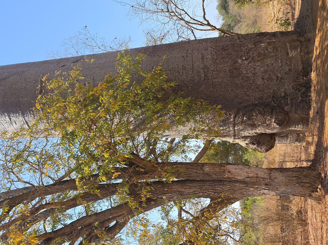 Avenue of the Baobabs-Morondava必去景点