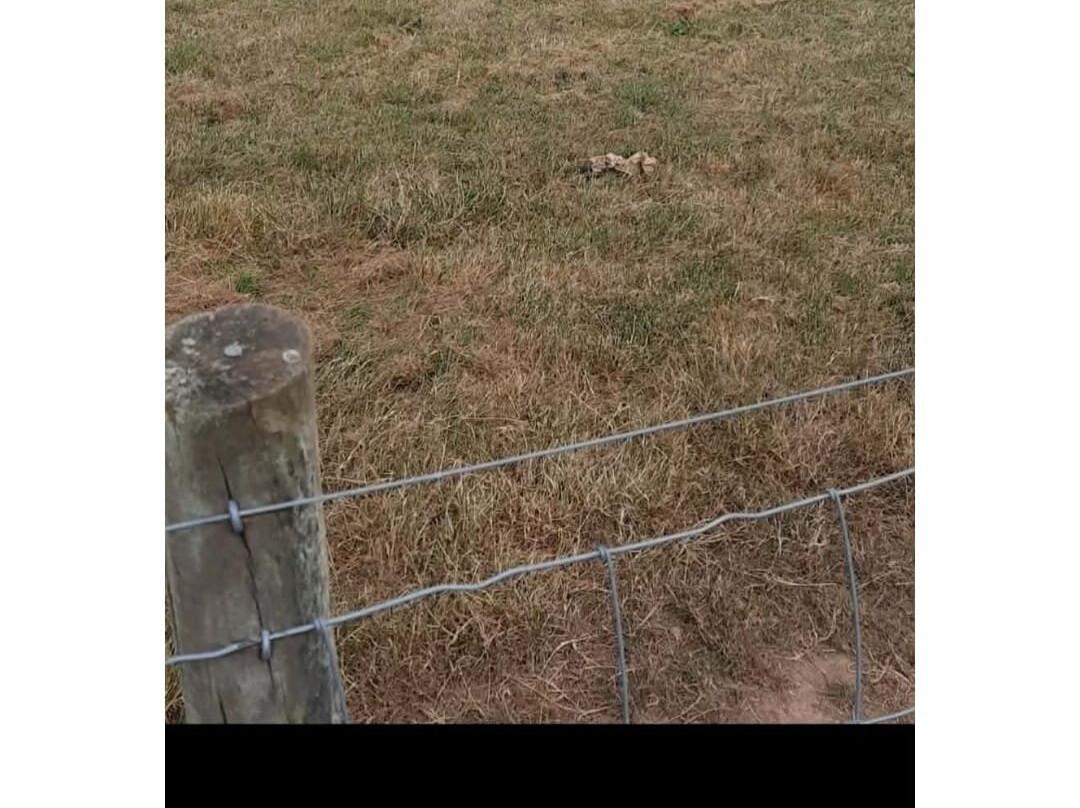 Raglan Farm Park-Raglan必去景点