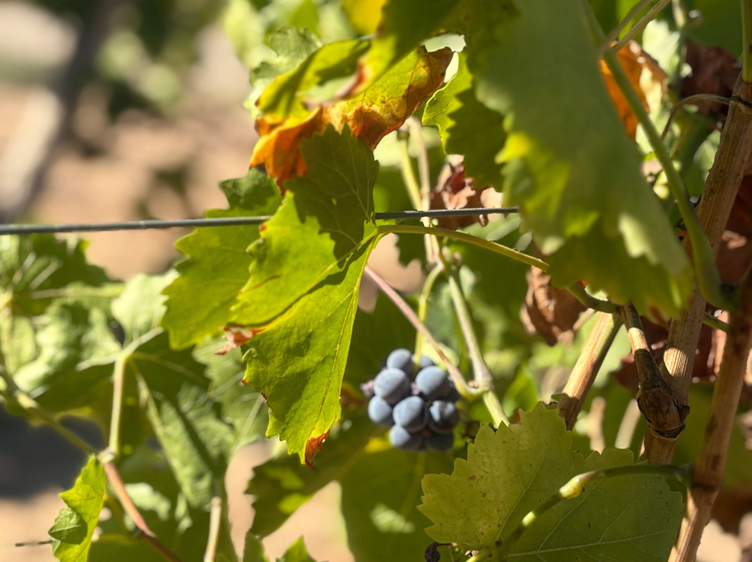Bodegas Carchelo-Jumilla必去景点