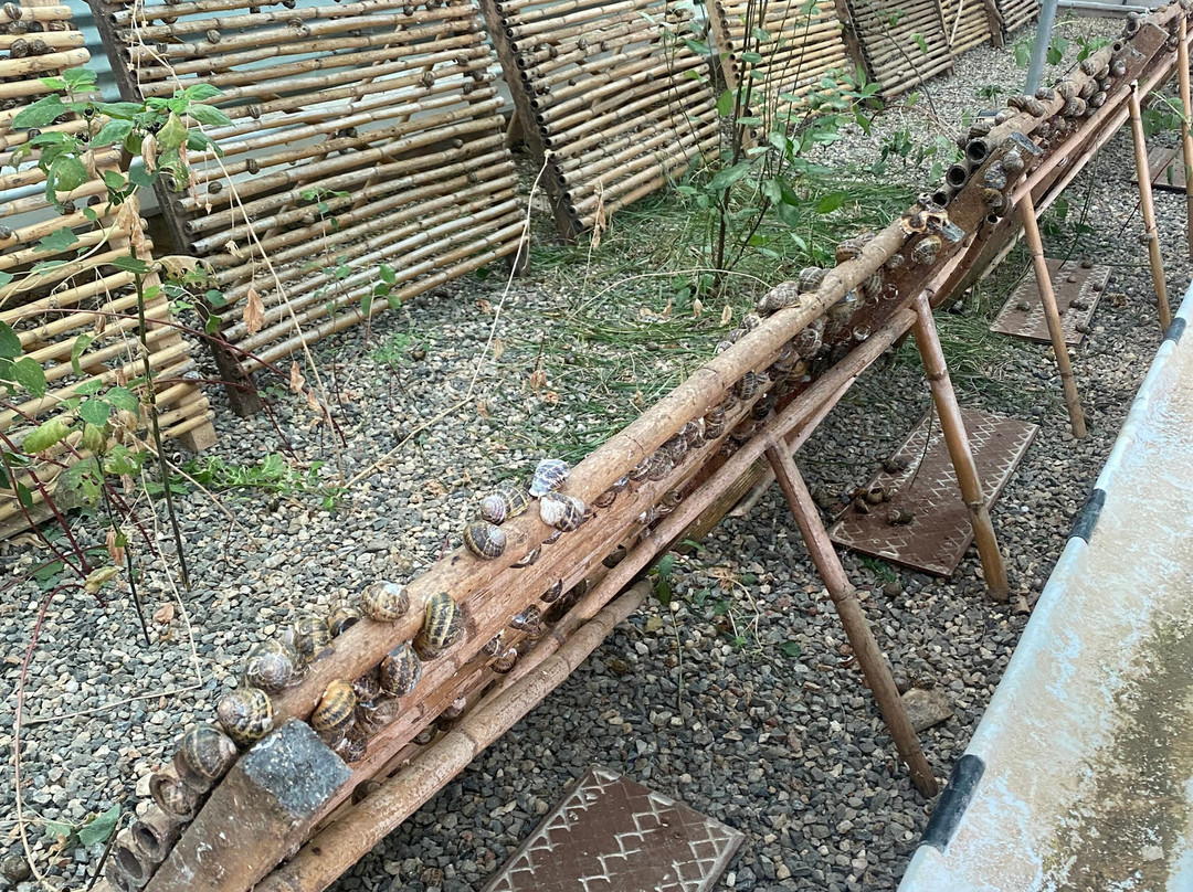 Snail Farm And Fun-Tylissos必去景点