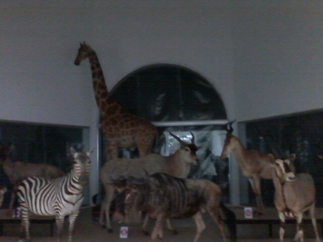Museo de Ciencias Naturales-加拉加斯必去景点