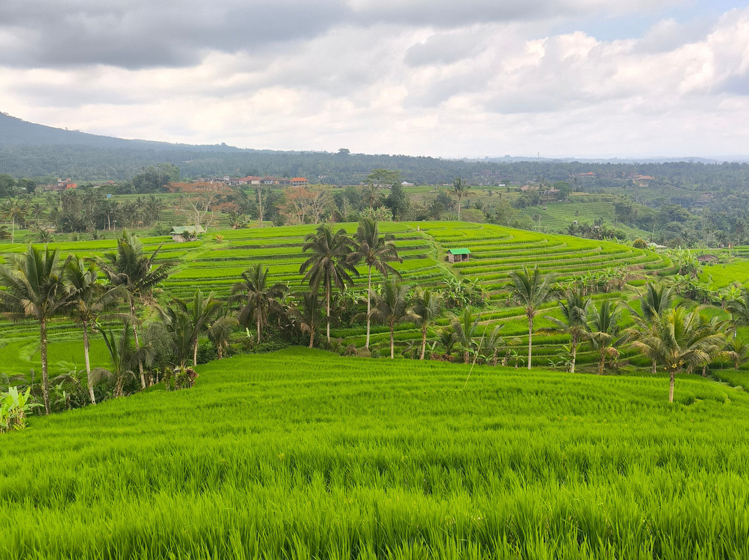 Bali and Car - Rent a car with driver-Dangin Puri必去景点