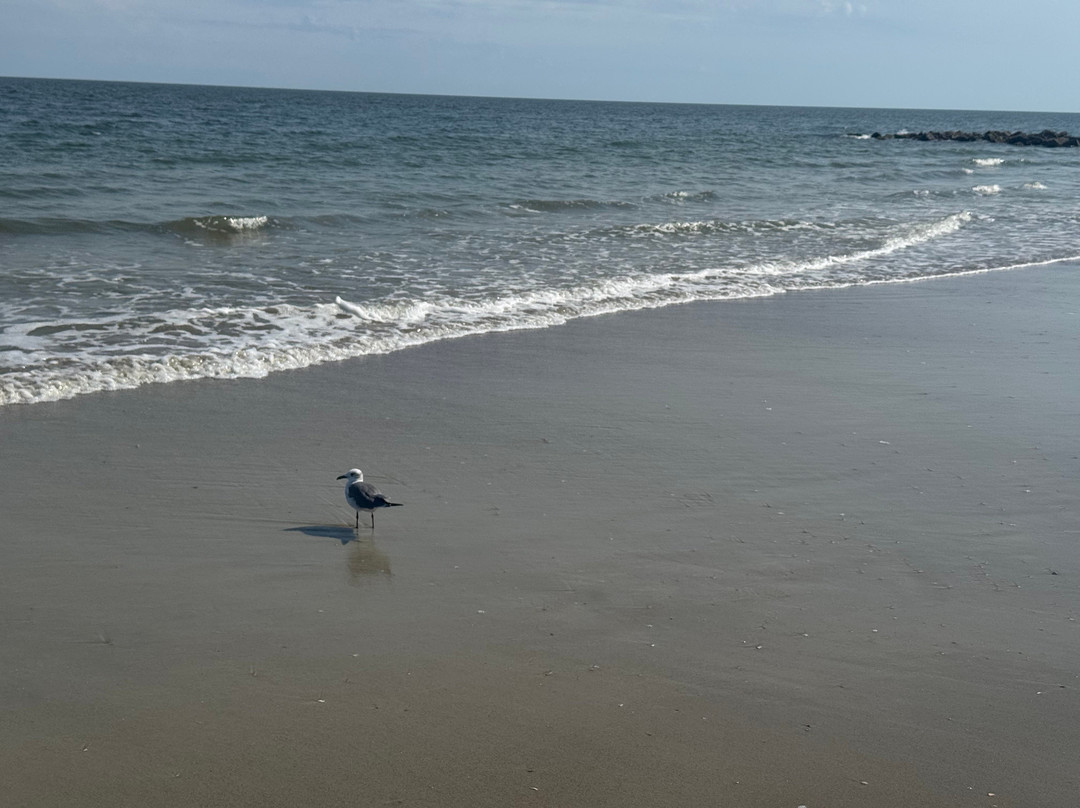 Hunting Island State Park-博福特必去景点