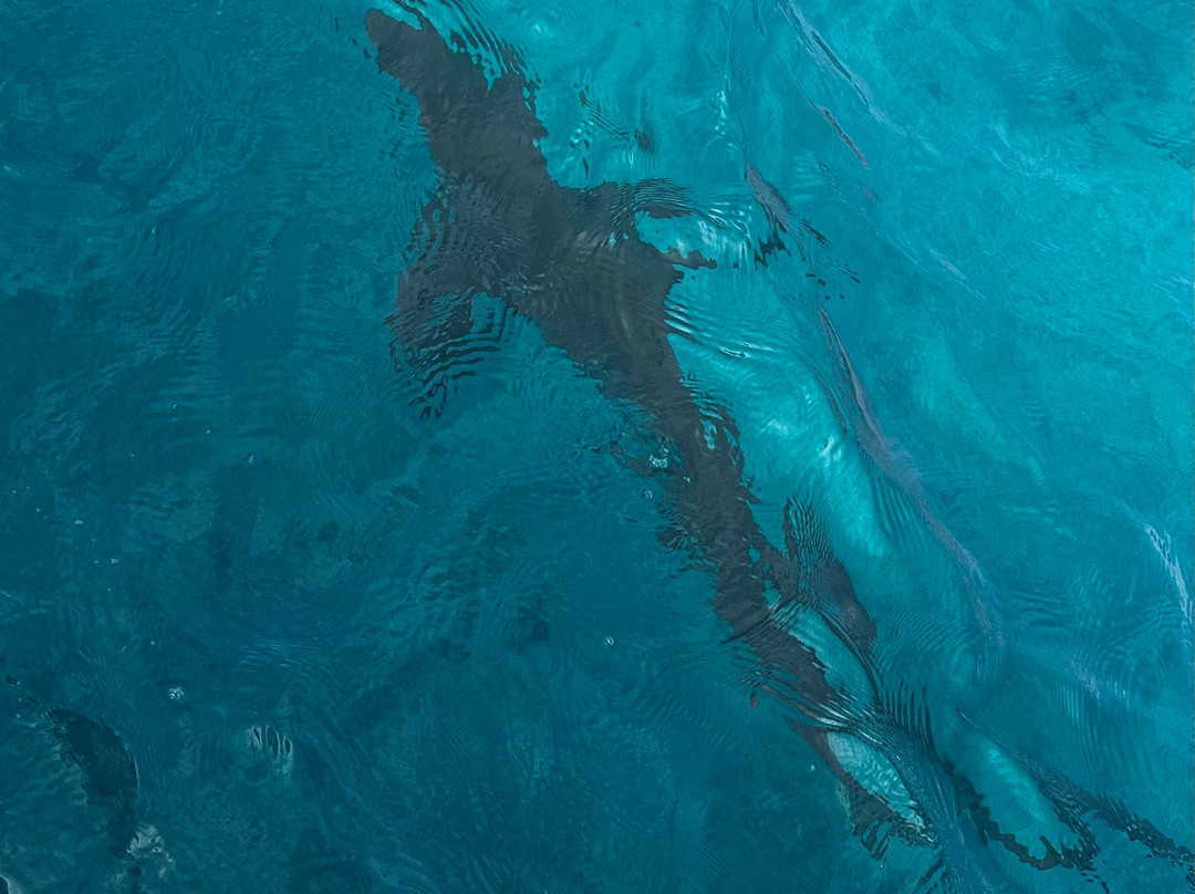 Neal Watson's Bimini Scuba Center-Alice Town必去景点