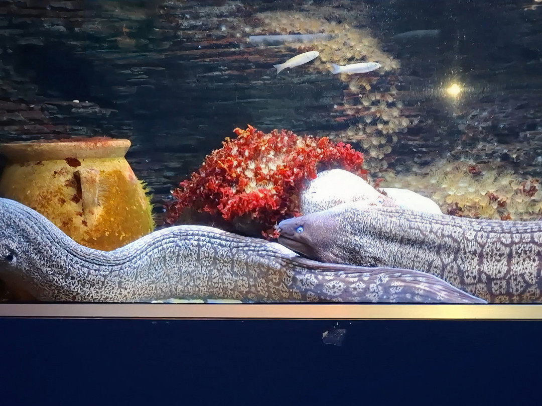 Aquarium Oniria-卡内鲁西永必去景点