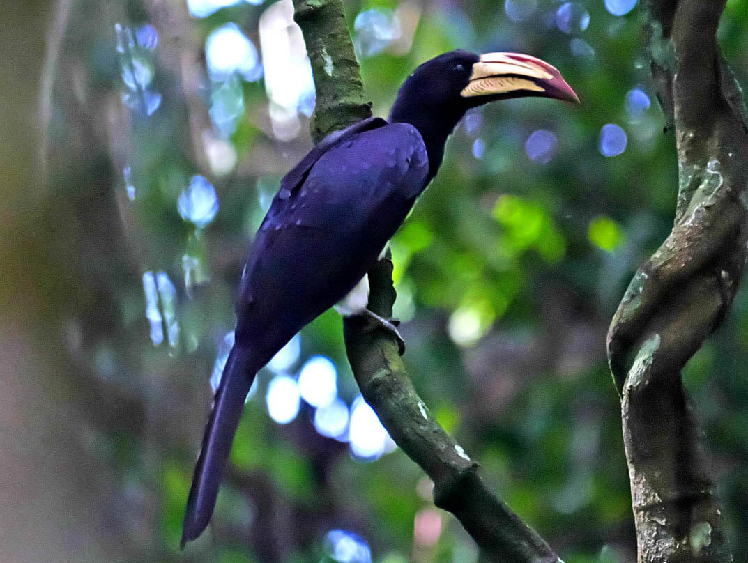 Mpanga Central Forest Reserve景点图片