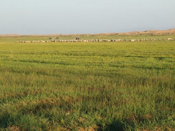 通湖湿地草原旅游区