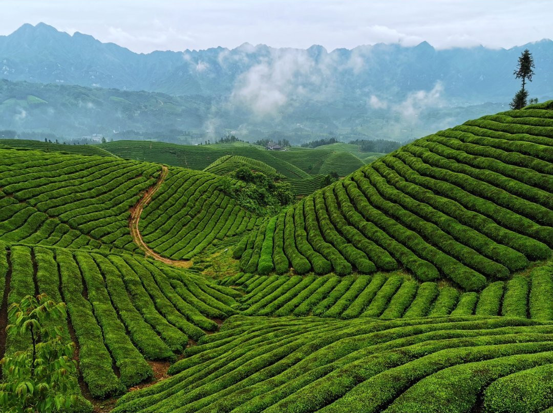 恩施茶园-恩施市必去景点