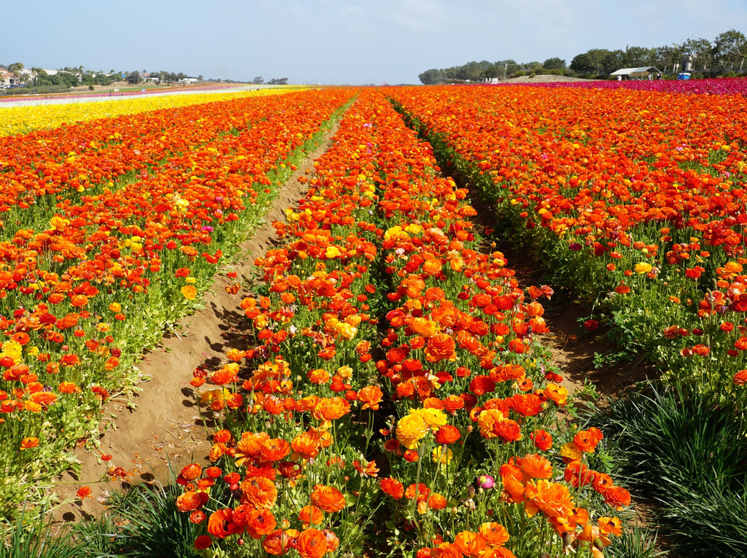 卡尔斯巴德旅游景点-The Flower Fields at Carlsbad Ranch