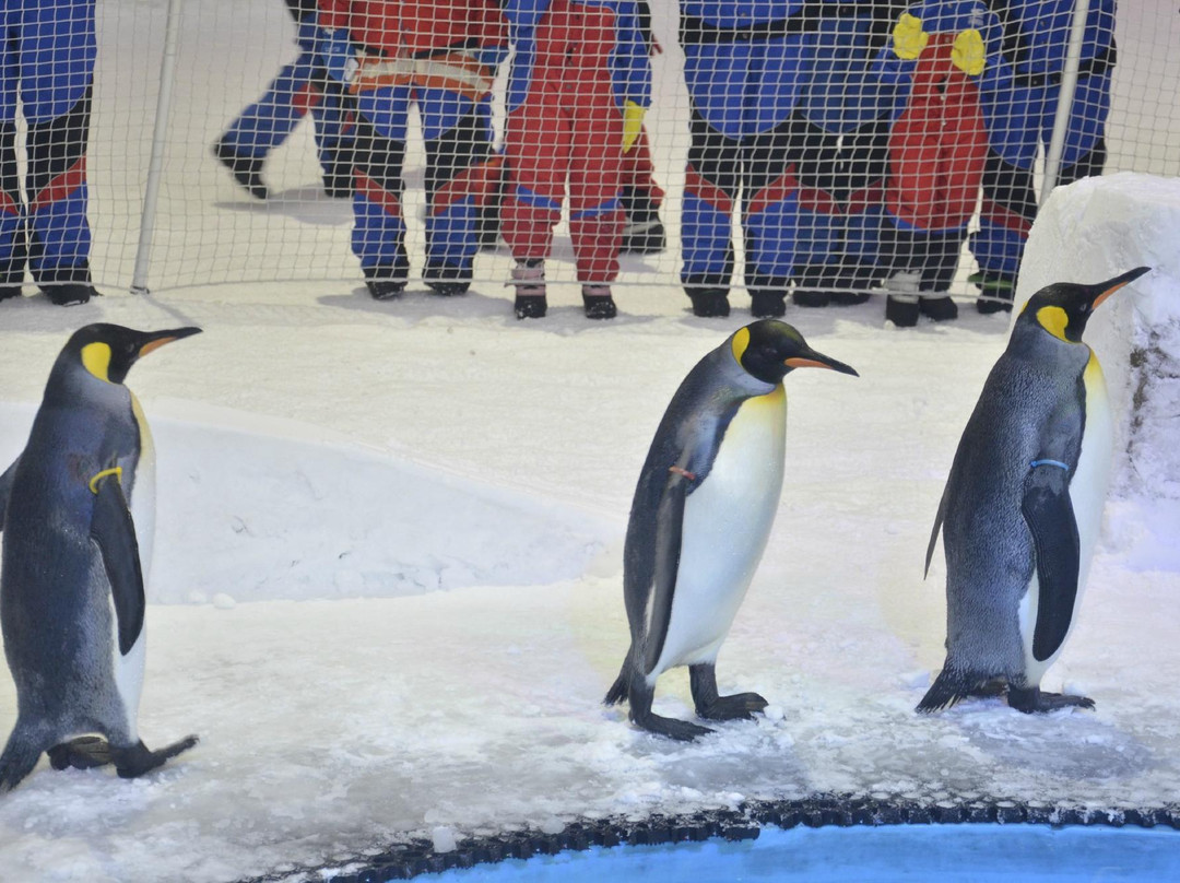 Snow Penguins at Ski Dubai景点图片