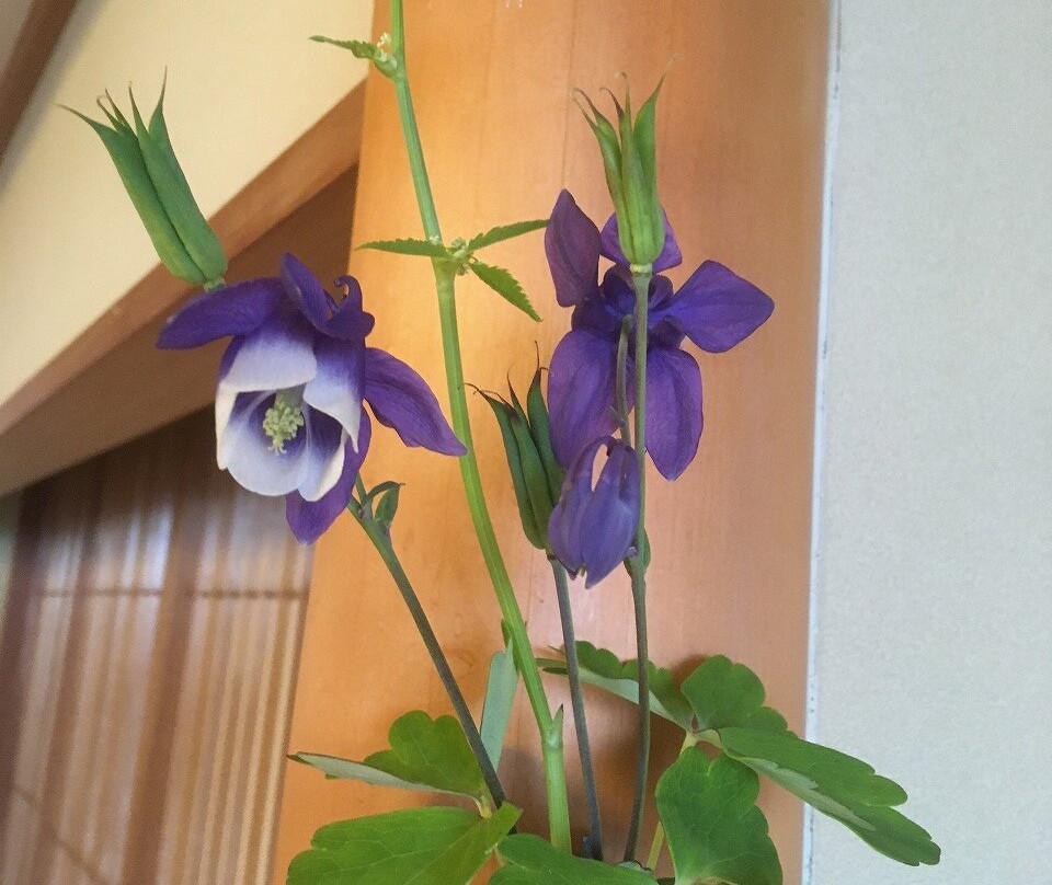 礼文温泉花礼文旅馆主图