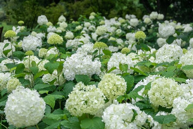 Nakanojo Gardens景点图片