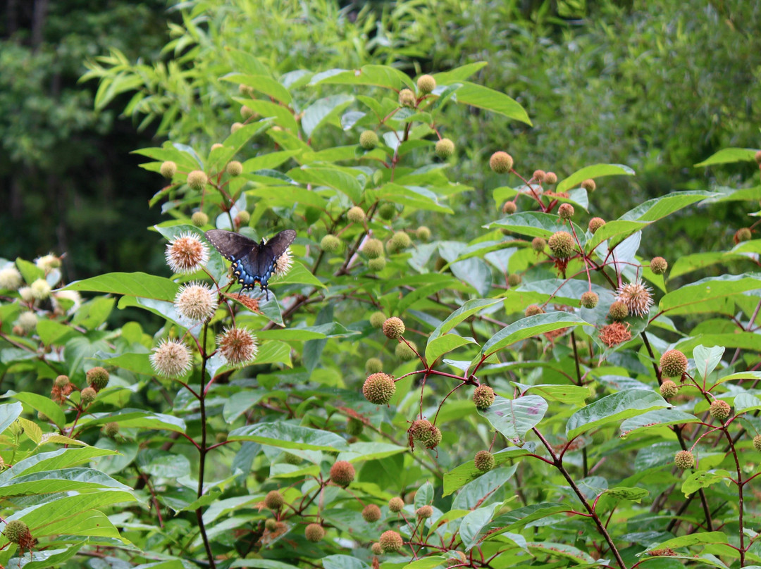 Butterfly Ridge Conservation Center景点图片