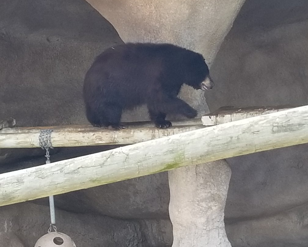 Gladys Porter Zoo-布朗斯维尔必去景点