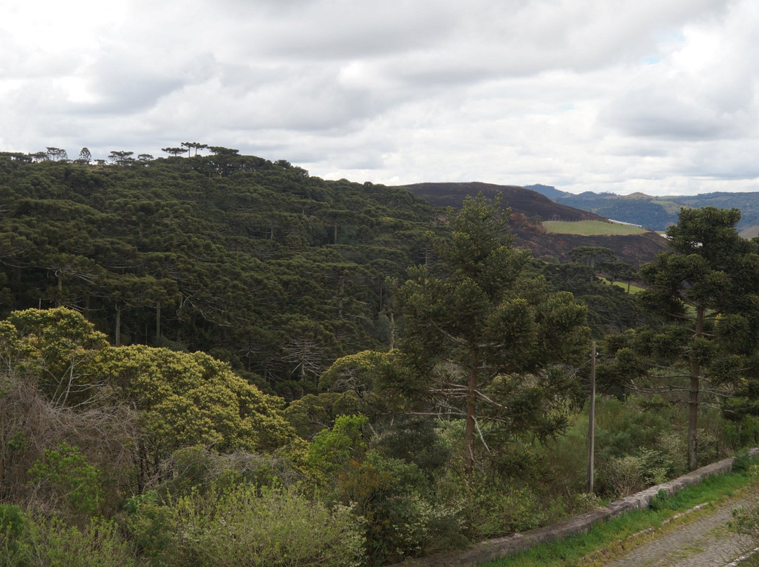 Mirante dos Pinheiros景点图片