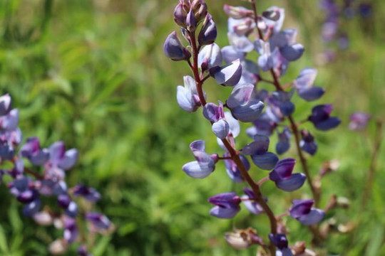 Oak Openings Preserve Metropark-Swanton必去景点