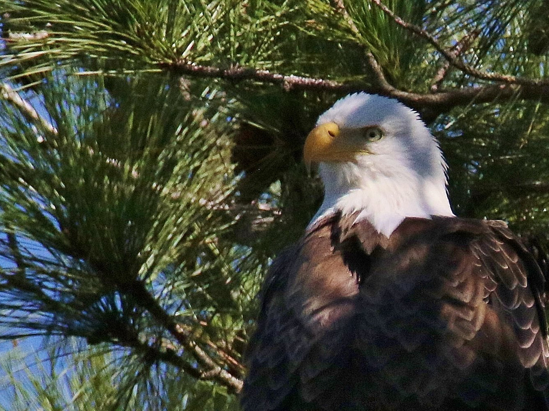 Jimbo's Delta Excursions
