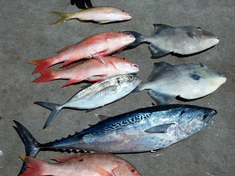 Sea Mist III Drift Boat Fishing-博因顿海滩必去景点