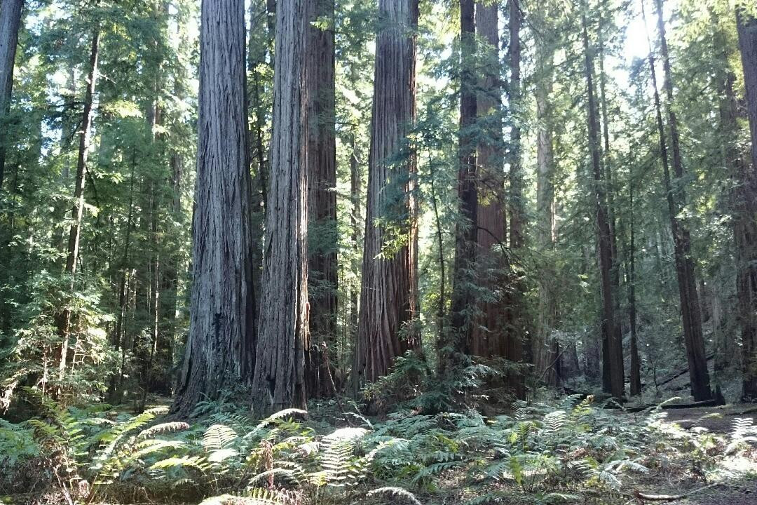 Montgomery Woods State Reserve景点图片