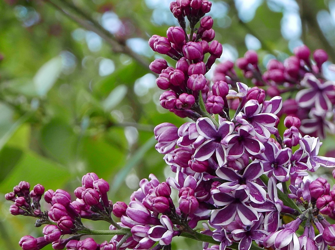 Hulda Klager Lilac Gardens景点图片