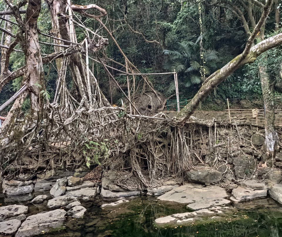 Riwai Living Root Bridge景点图片