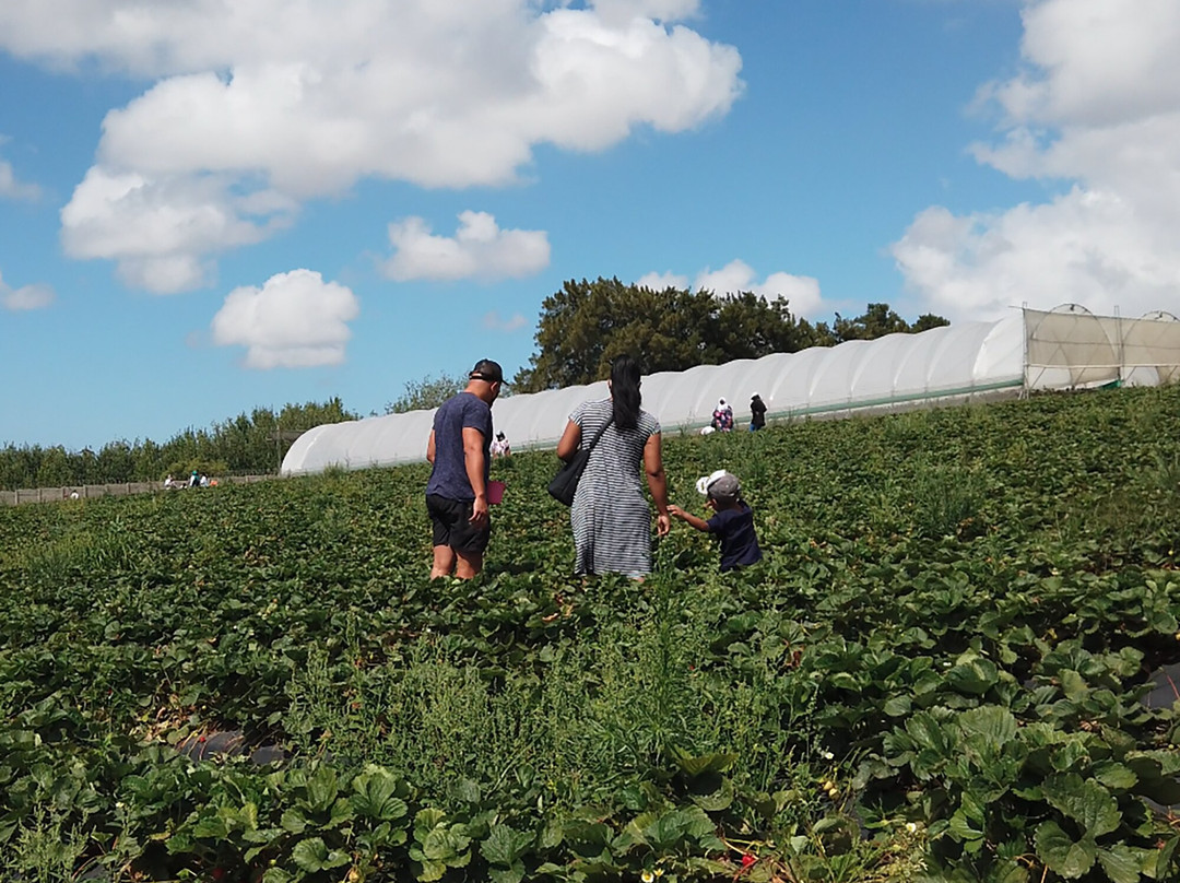 Polkadraai Farm-斯泰伦博斯必去景点