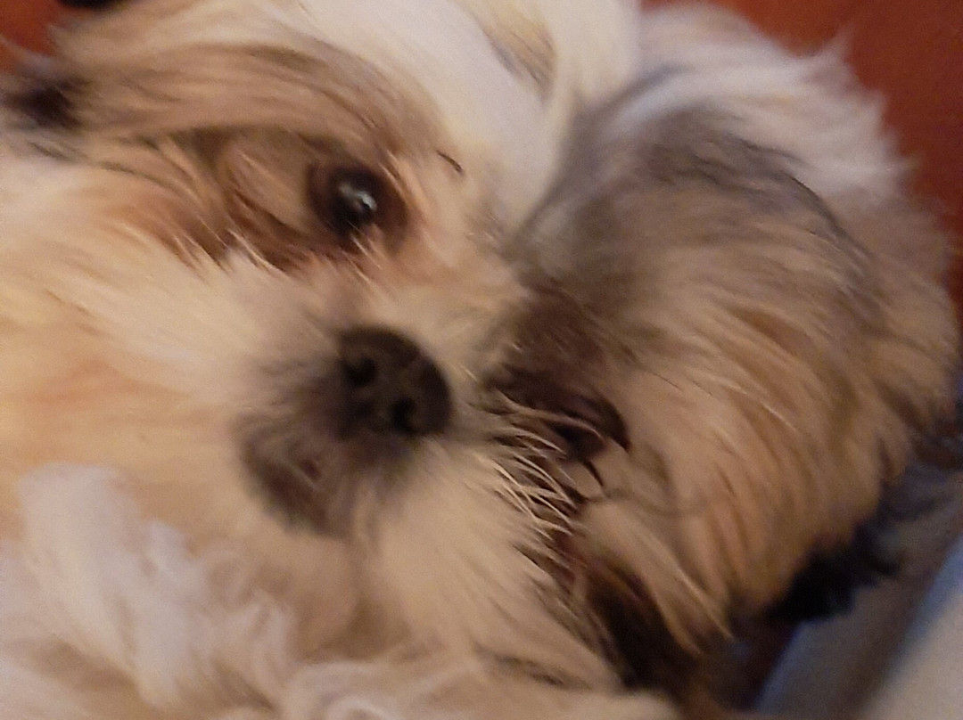 Azienda Agricola Il Melograno -Settimo Rottaro--Settimo Rottaro必去景点