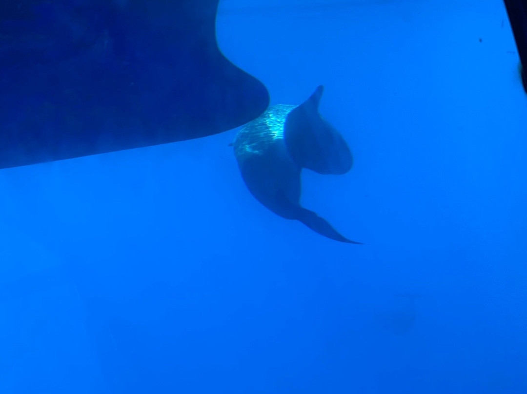 Fancy II Whale Watching景点图片