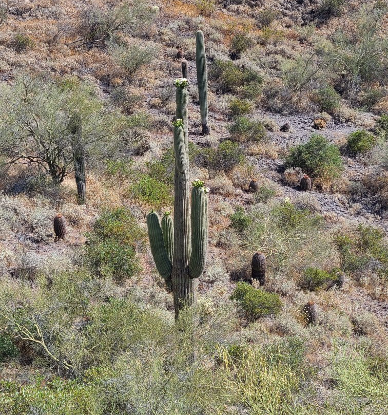 Cave Creek Regional Park景点图片