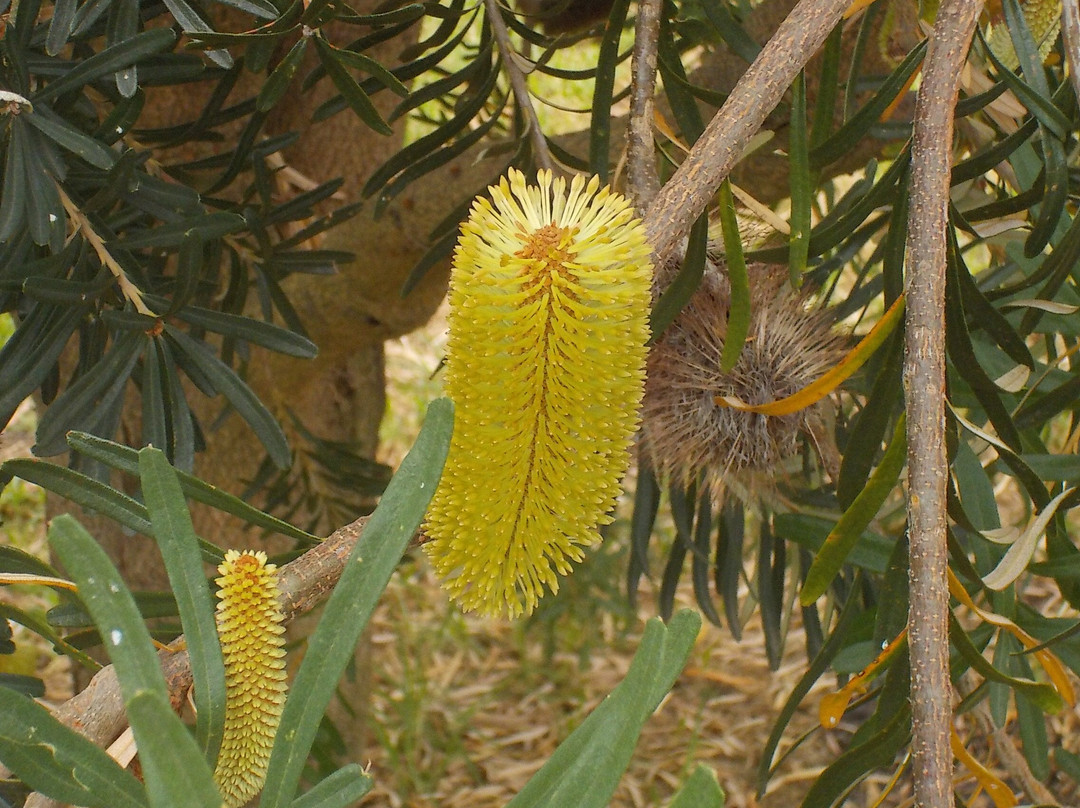 Illaroo Reserve-Beaumaris必去景点
