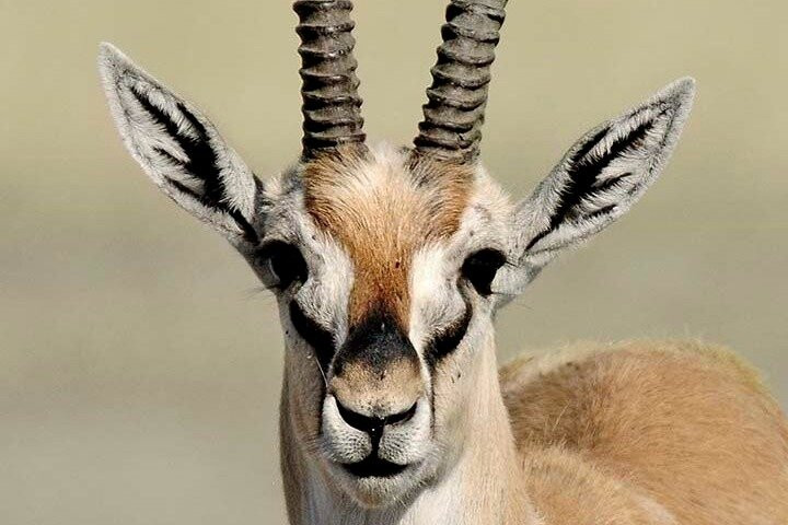 three peaks tanzania safari景点图片