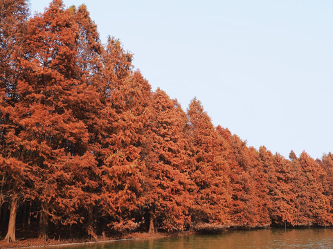 海湾国家森林公园-上海市必去景点