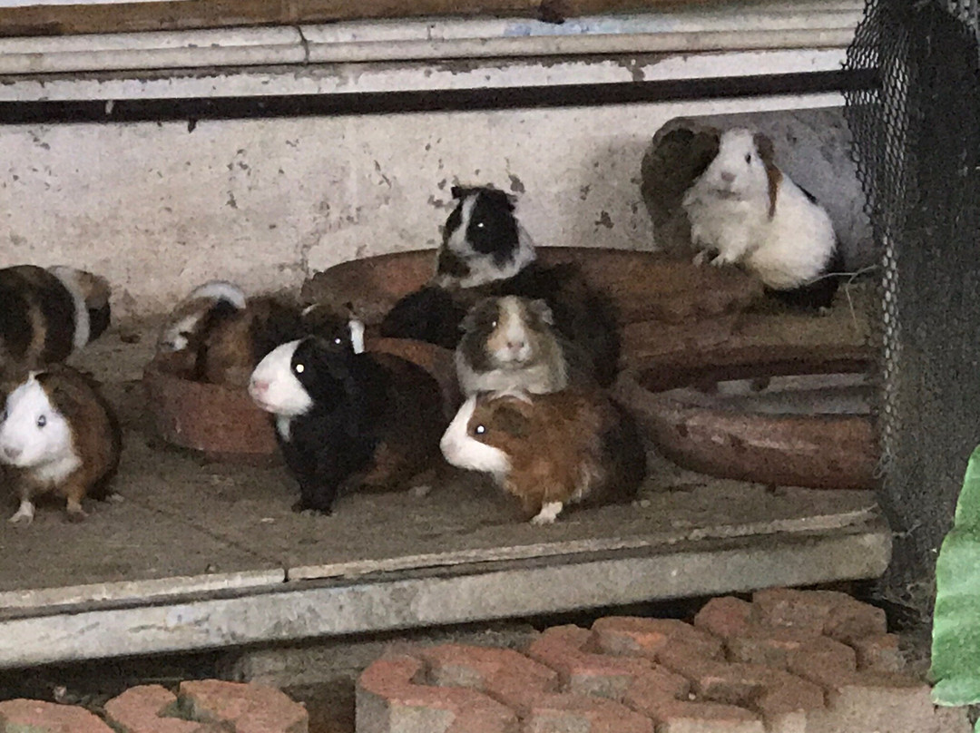 Farpratan Home and Garden主图