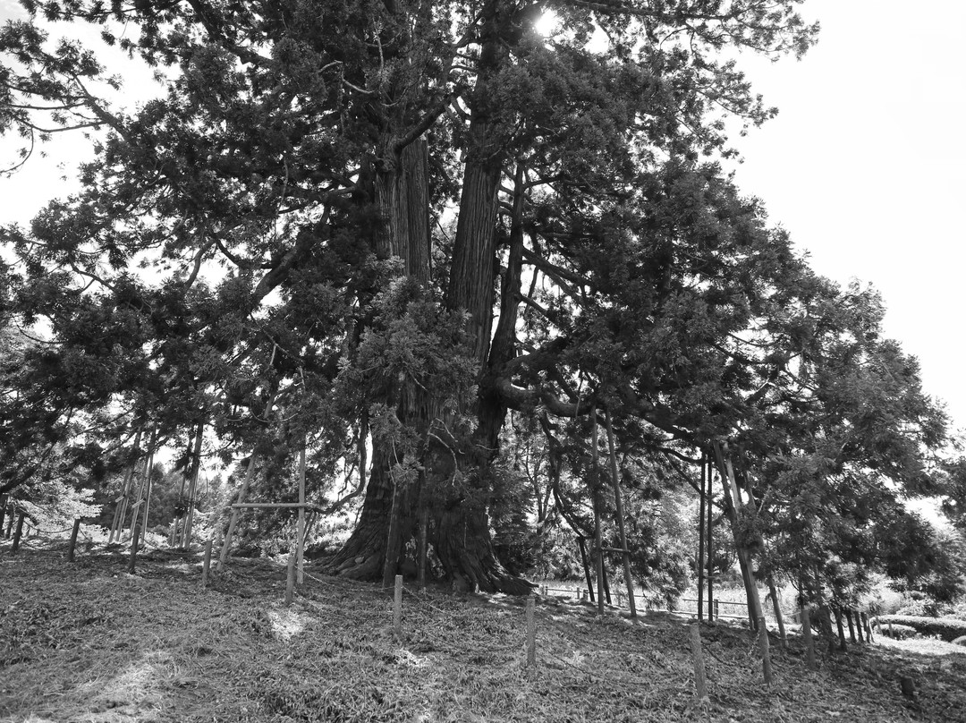 Japanese Cedar Tree of Sugisawa景点图片