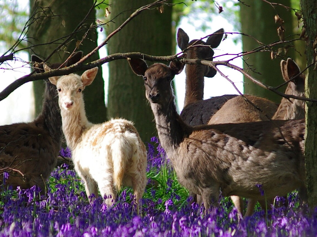 National Trust - Ashridge Estate-Berkhamsted必去景点