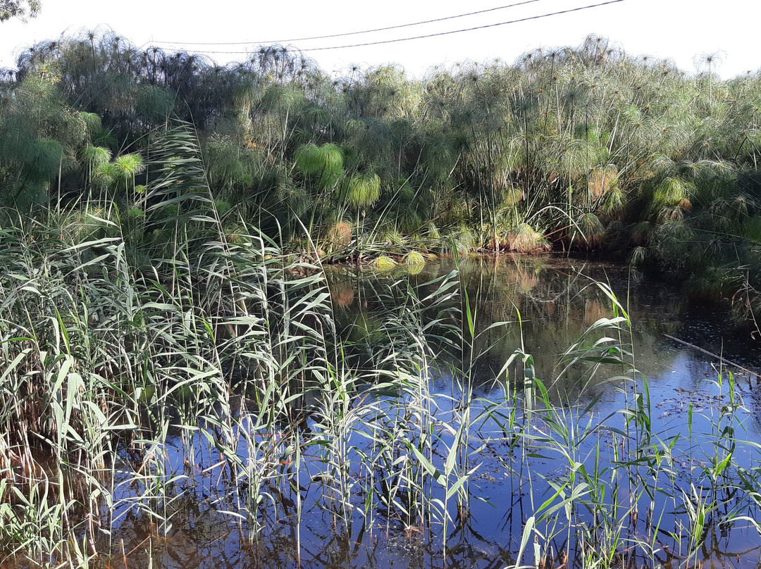 Riserva Naturale fiume Ciane-锡拉库扎必去景点