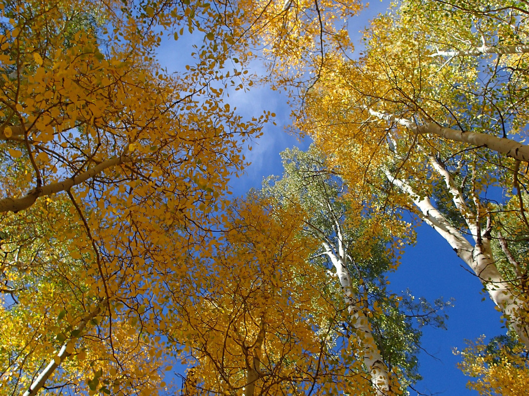 Lockett Meadow-弗拉格斯塔夫必去景点