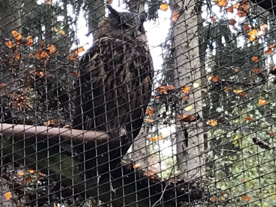 Wildgatter im Stadtwald-于尔岑必去景点