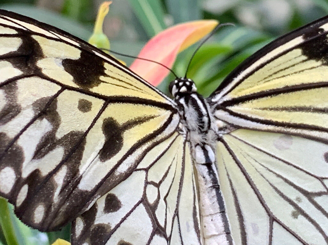 蝴蝶热带雨林-盖恩斯维尔必去景点