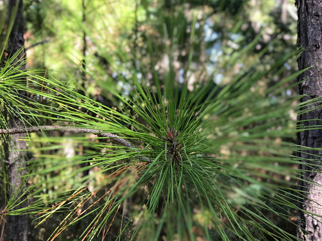 Hammock Hills Nature Trails景点图片