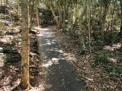 Ocean View Lookout Track