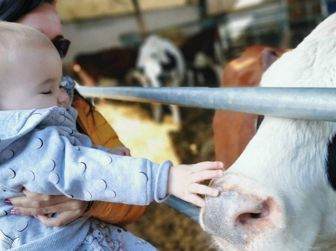 Lane's Garden Centre Open Farm-德比必去景点