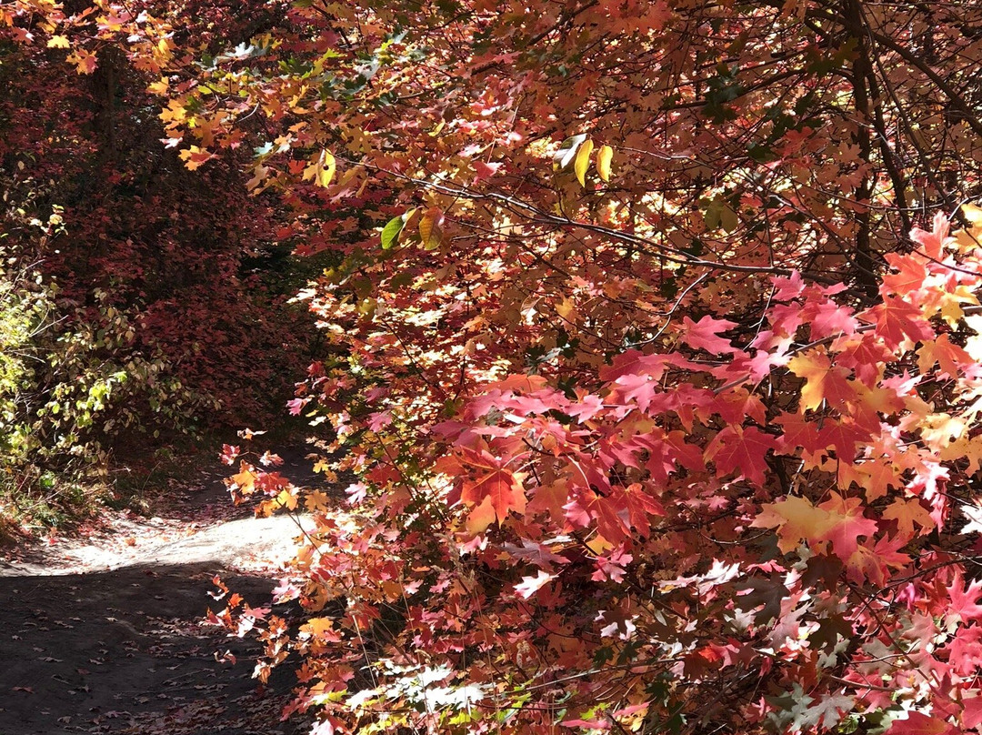 Logan Canyon Scenic Drive-洛根必去景点