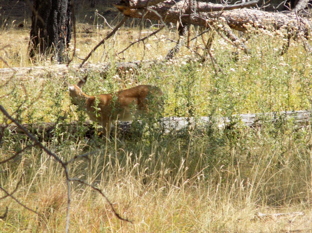 Tower Trail-Devils Tower必去景点