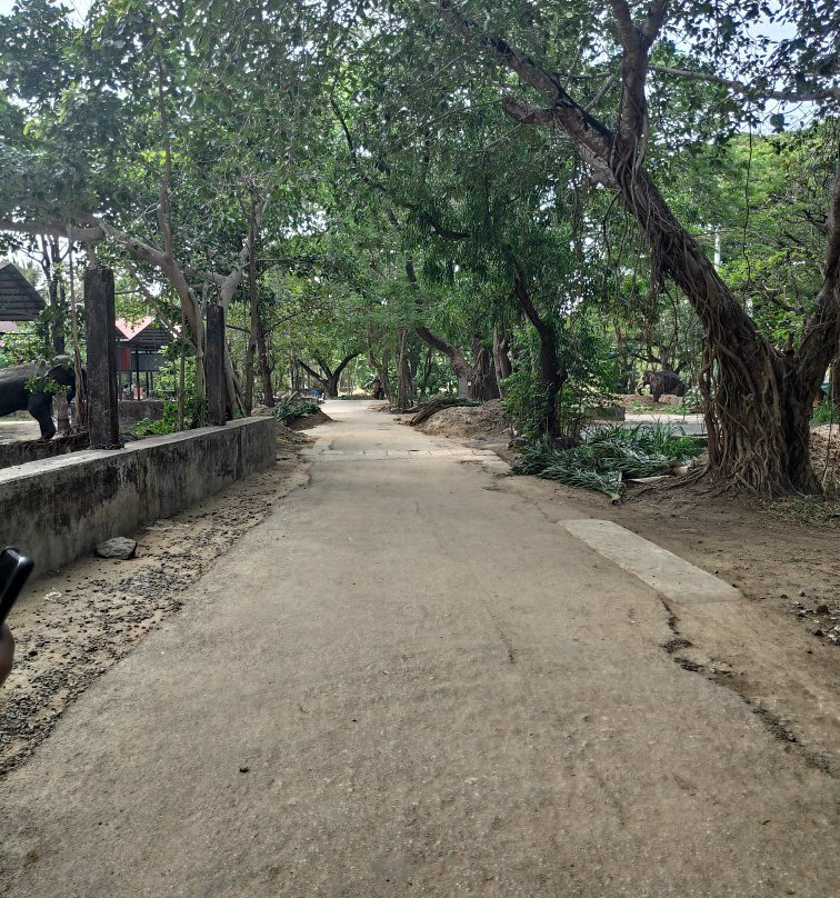 Elephant Camp Sanctuary景点图片