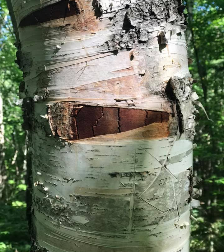 Interstate Falls-Ironwood必去景点